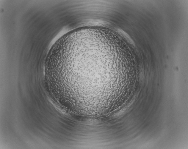 X0000080781226200701021139