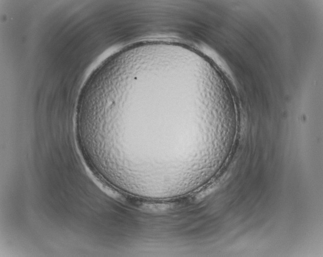 X0000080781237200701021139