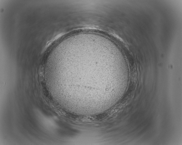 X0000080781255200701021138