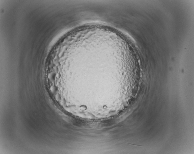 X0000080781279200701021138