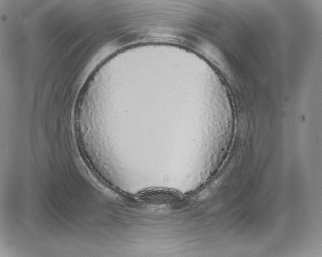 X0000080781283200701021138