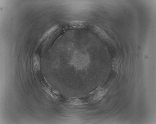 X0000080781298200701021137