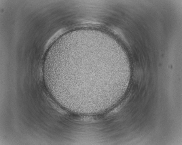 X0000080781362200701021137