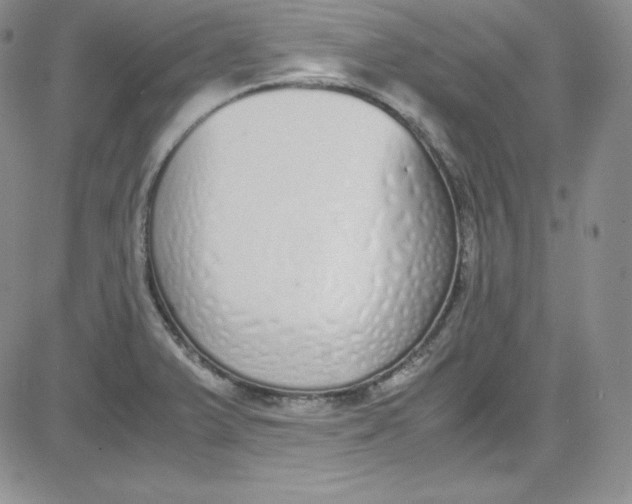 X0000080781375200701021136