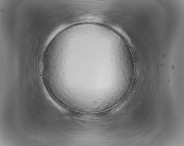 X0000080781383200701021136