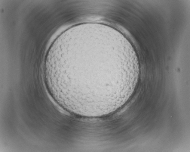 X0000080781432200701021136