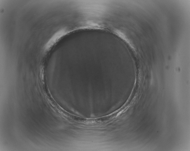 X0000080781455200701021135