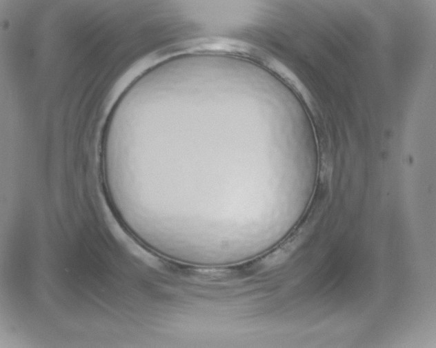 X0000080781483200701021135
