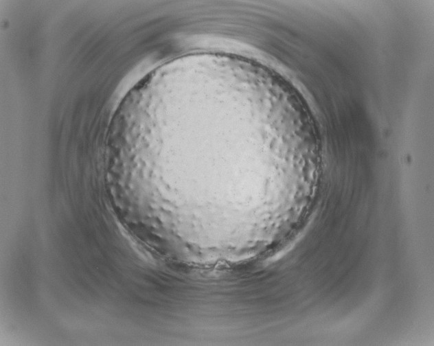 X0000080781529200701021134