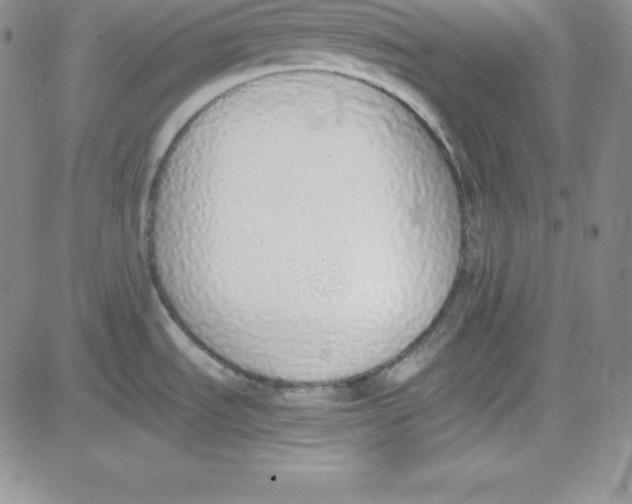 X0000080781535200701021135