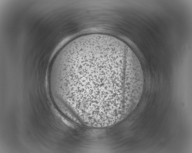 X0000080781294200701051318