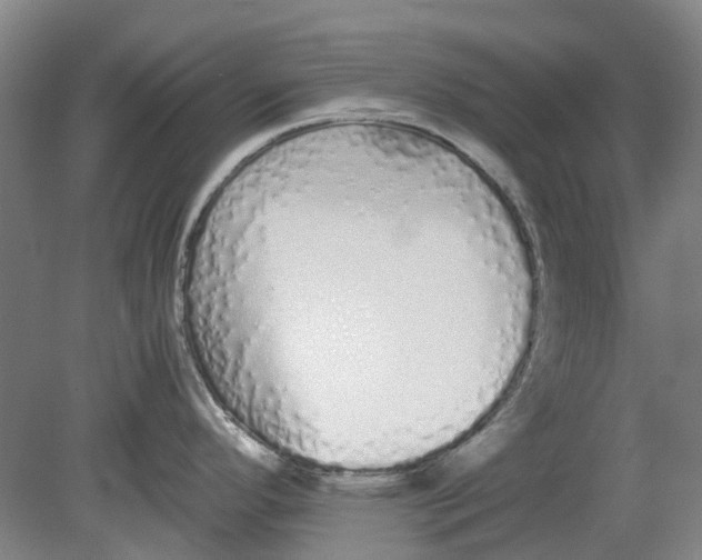 X0000080781296200701051318
