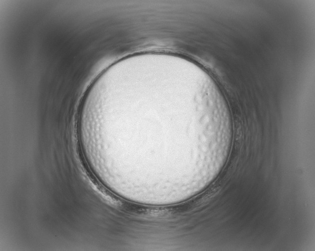 X0000080781375200701051316