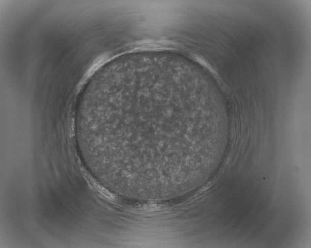 X0000080781459200701051315