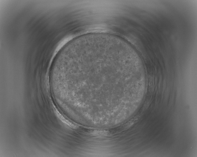 X0000080781466200701051315