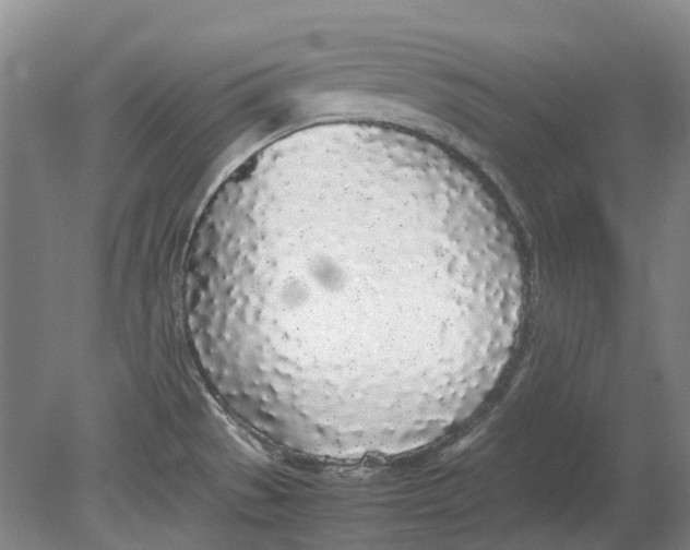 X0000080781529200701051314