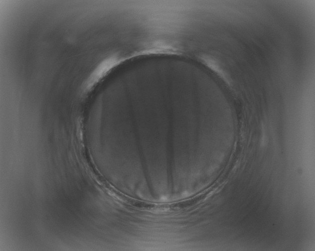 X0000080781455200701122109
