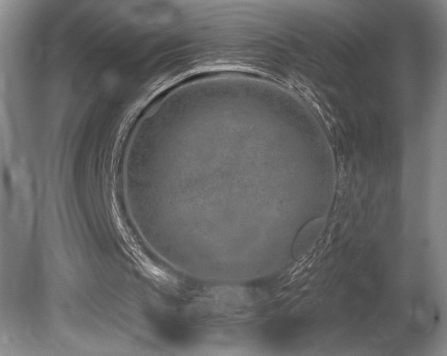 X0000080790145200612151504