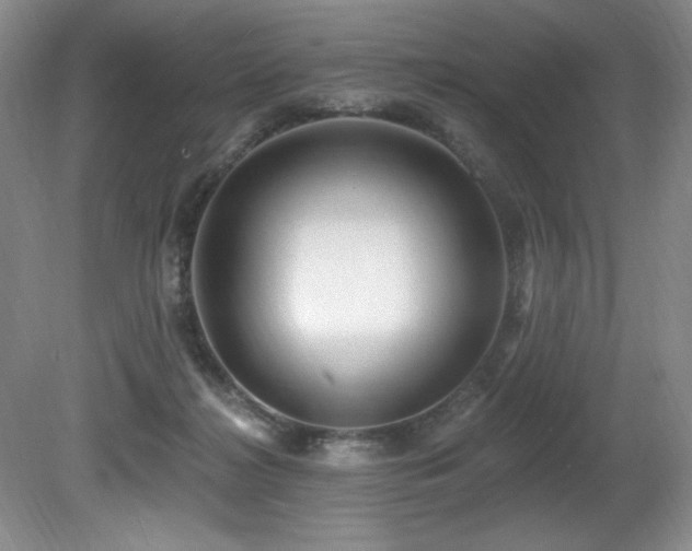 X0000080790268200612151502