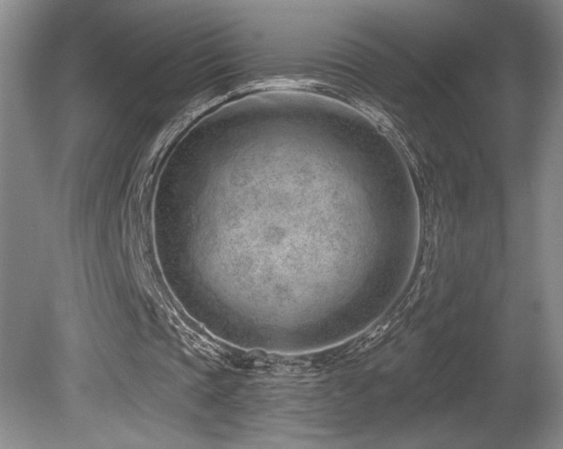 X0000080790337200612151500