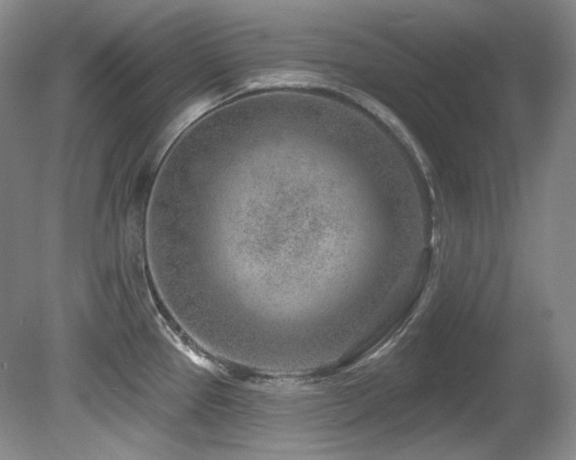 X0000080791337200612151445