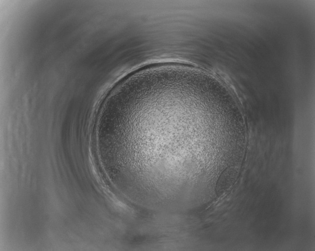 X0000080790145200612221538