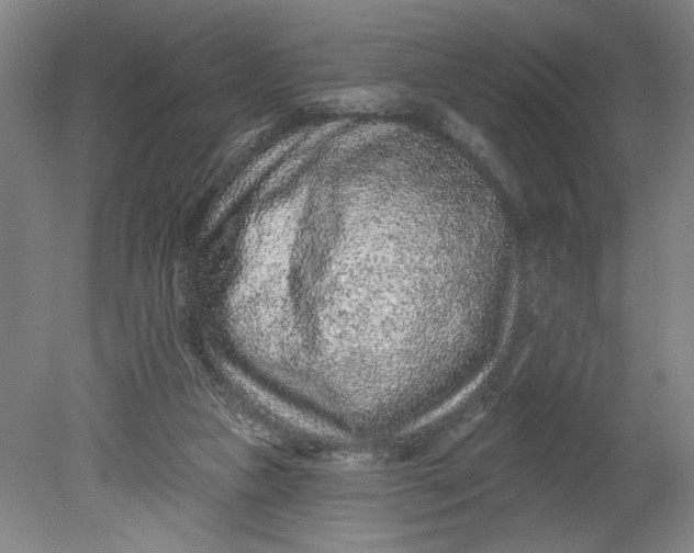 X0000080790161200701021233