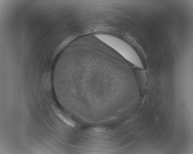 X0000080790250200701021231