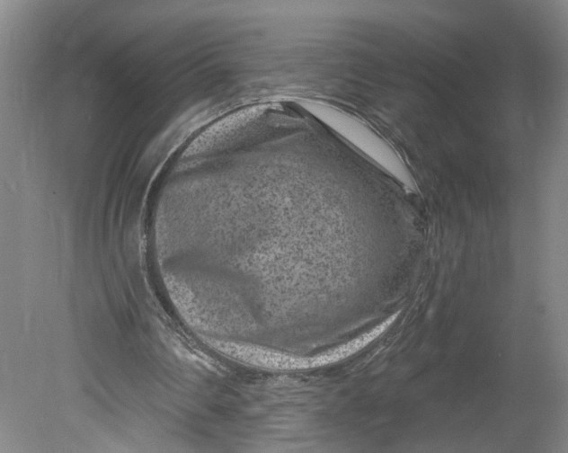 X0000080790290200701021231