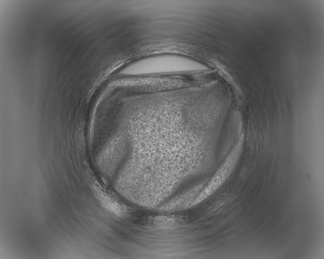 X0000080790394200701021229