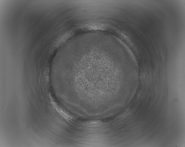 X0000080790402200701021229