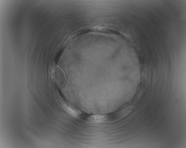 X0000080790526200701021227
