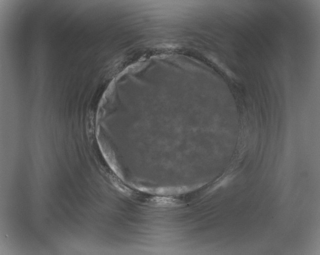 X0000080790528200701021227