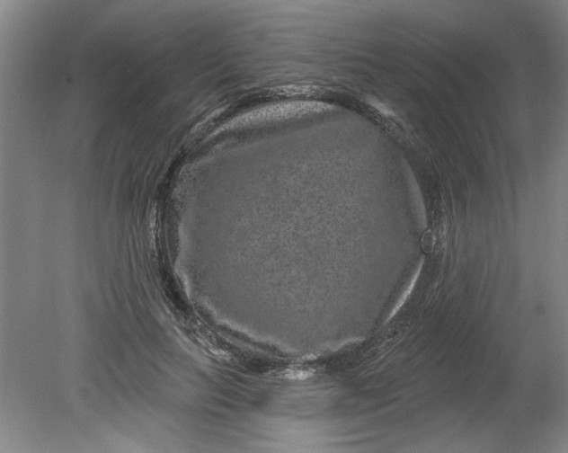 X0000080790647200701021225