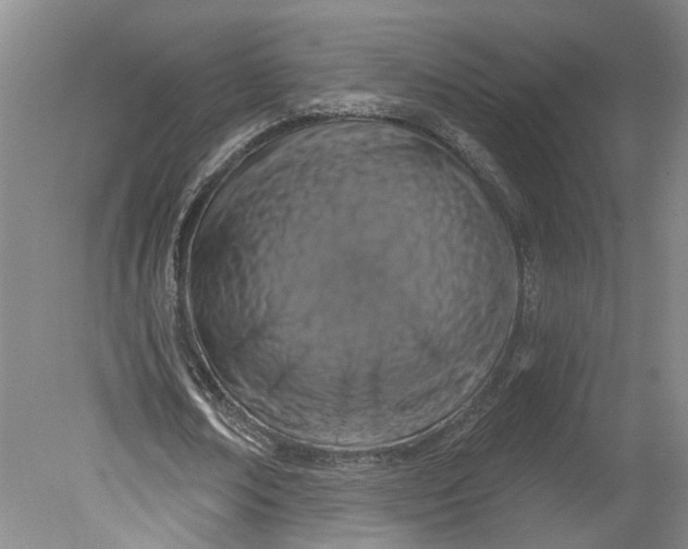 X0000080790674200701021225