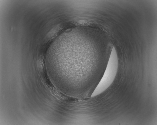 X0000080790746200701021223