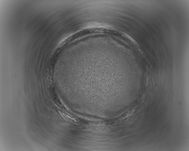 X0000080790775200701021223