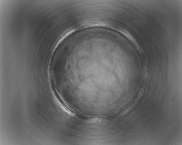 X0000080790806200701021222