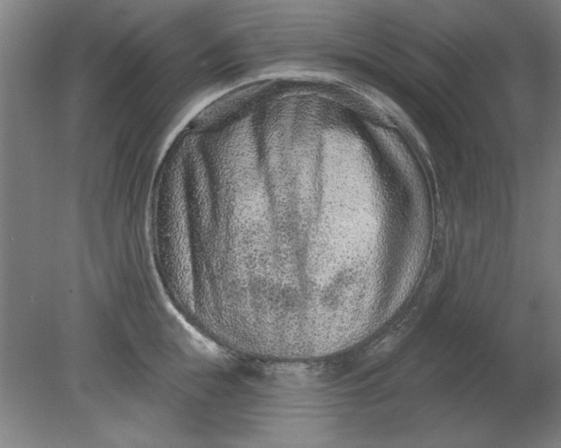X0000080790855200701021222