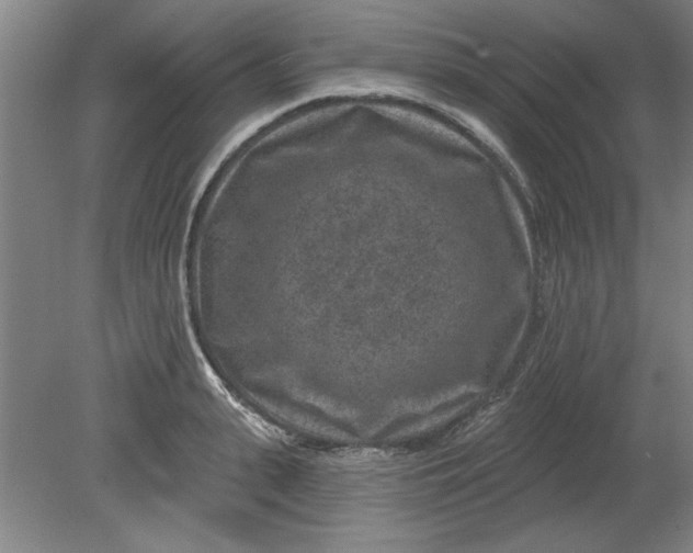 X0000080790943200701021220