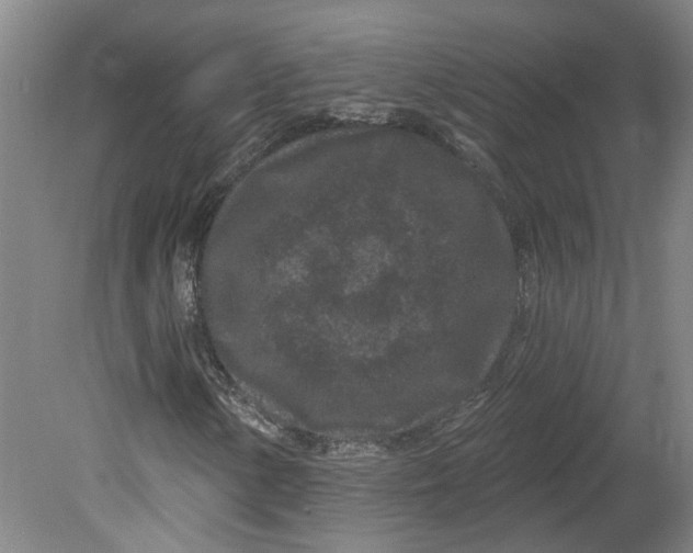 X0000080791154200701021217
