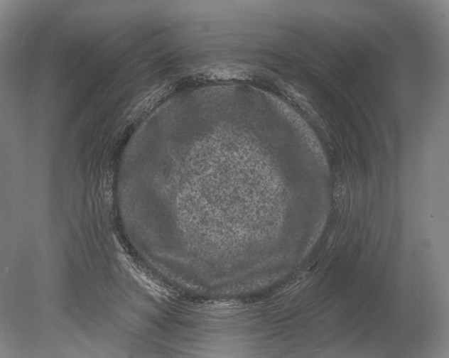 X0000080790402200701051359