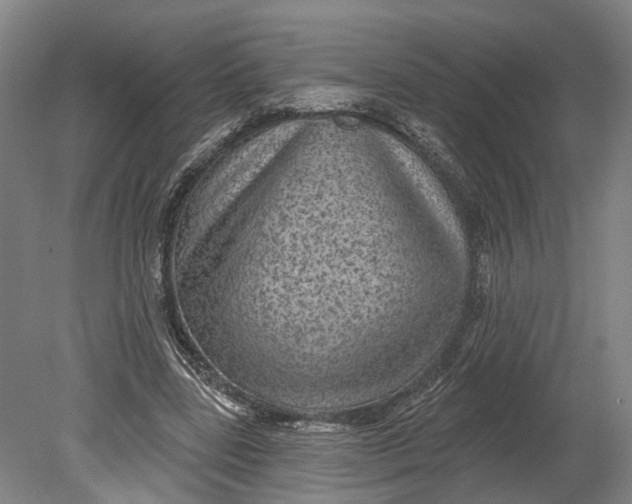 X0000080790539200701051356