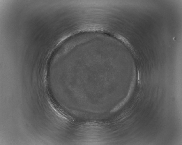 X0000080790627200701051354