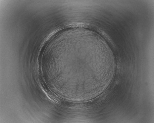 X0000080790674200701051354