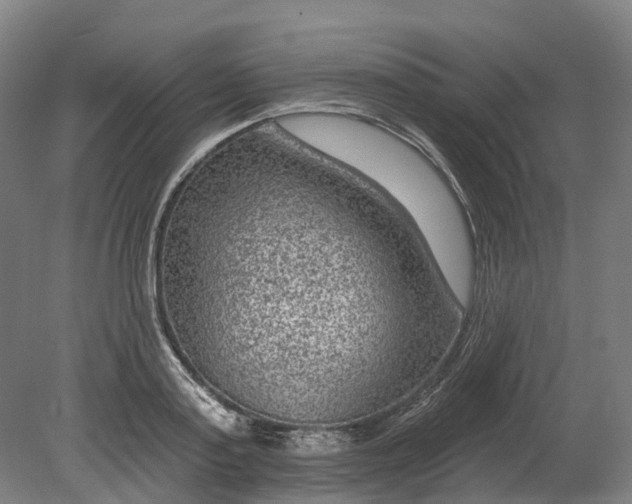 X0000080790795200701051352
