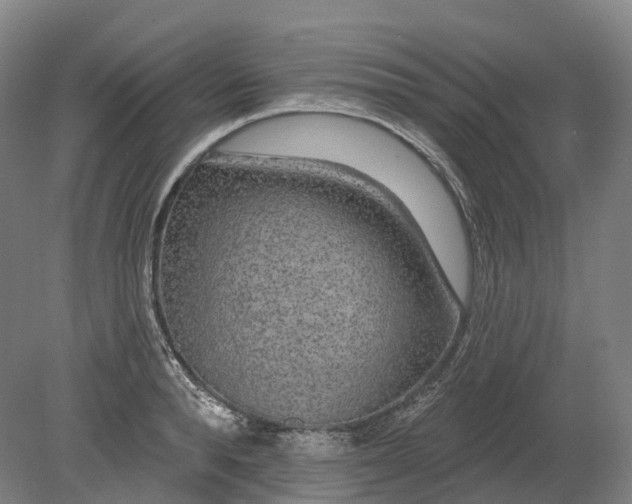 X0000080790896200701051350
