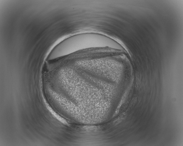 X0000080791142200701051347