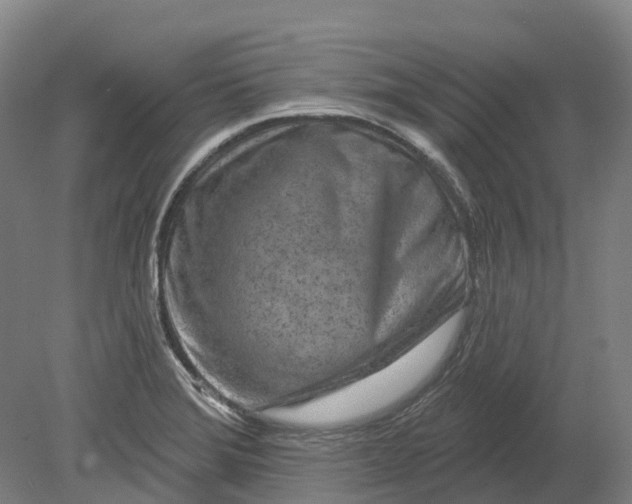 X0000080791372200701051342