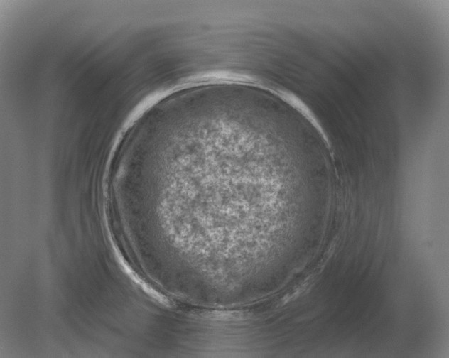X0000080791381200701051342